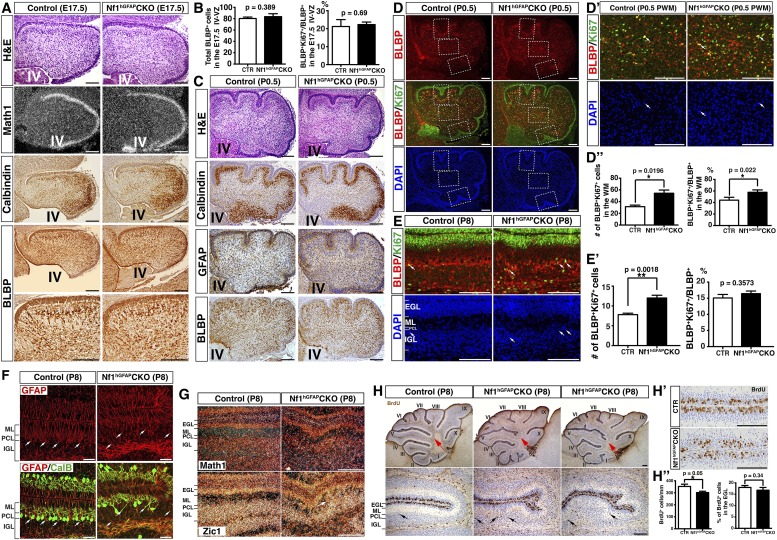 Figure 2—figure supplement 1.