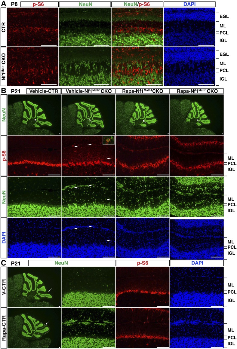 Figure 6—figure supplement 1.