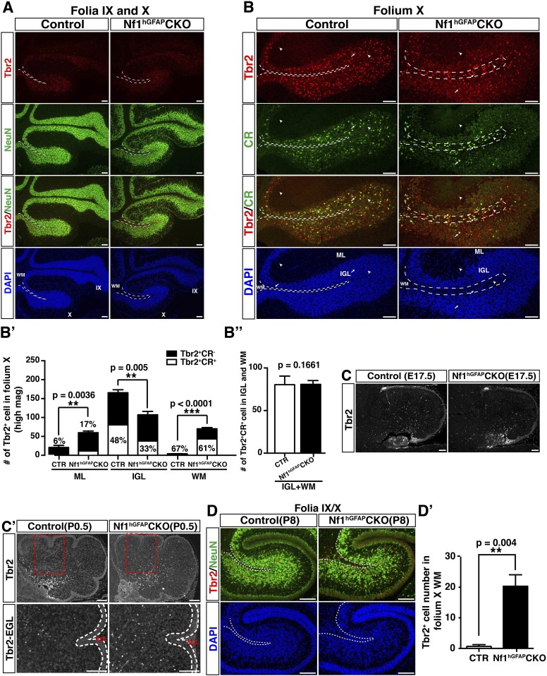 Figure 5—figure supplement 2.