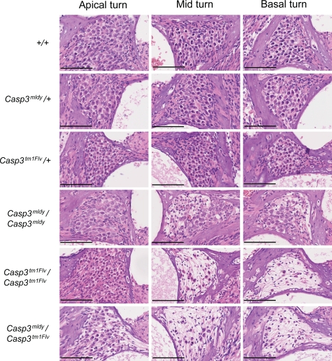 Fig. 6