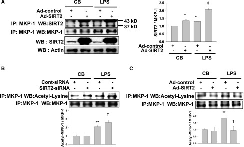 SIRT2 Regulates LPS-Induced Renal Tubular CXCL2 and CCL2 Expression - PMC