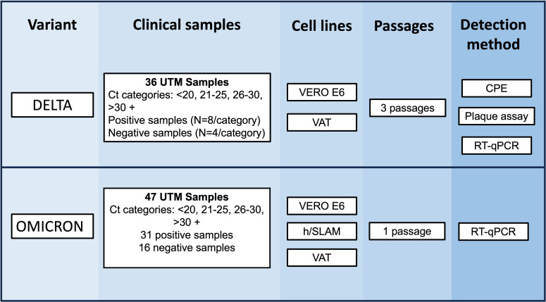 The image compares Delta (36 samples, 3 passages) and Omicron (47 samples, 1 passage) variants using VERO E6 cells and RT-qPCR detection, highlighting different cell lines and passages.