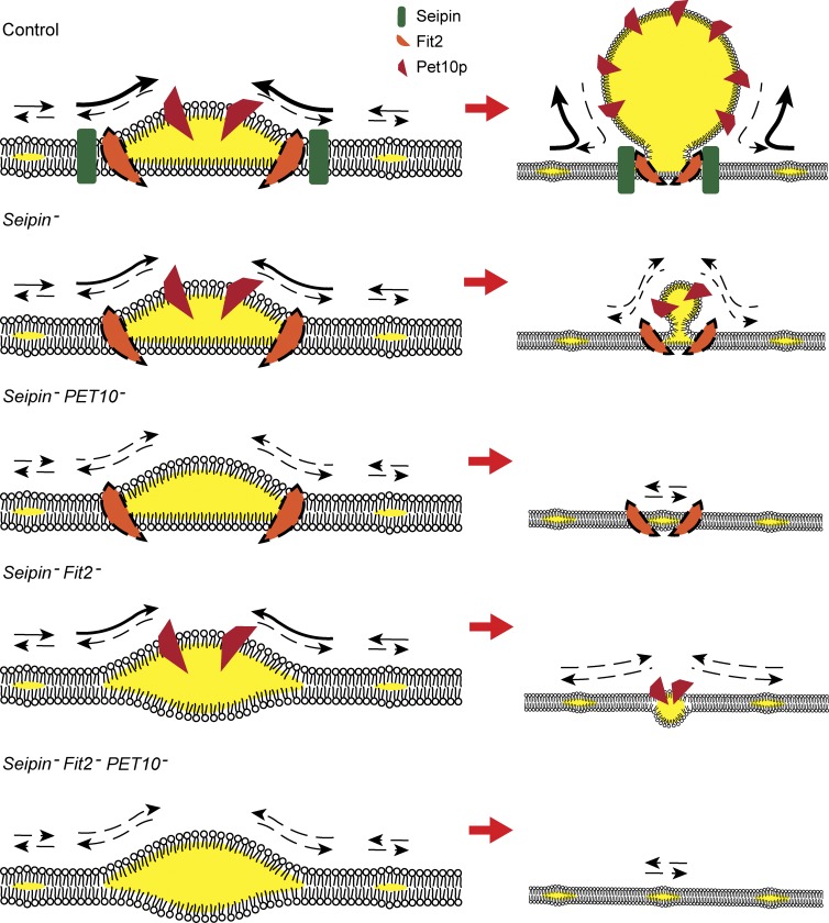 Figure 9.