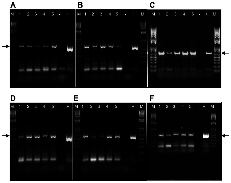 Figure 5