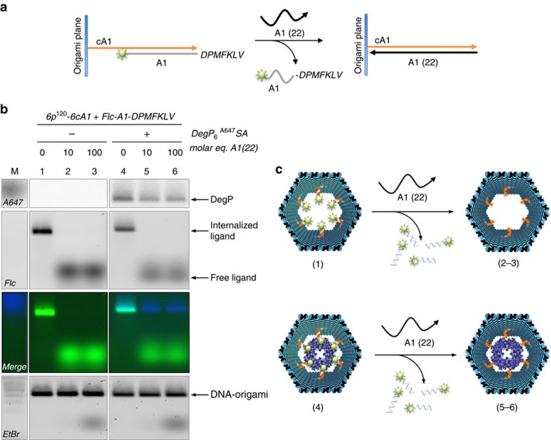 Figure 6