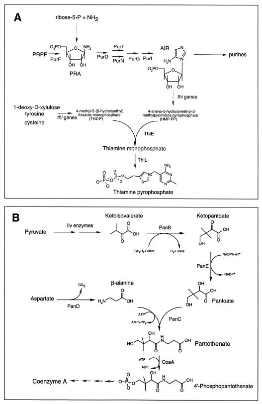 FIG. 1