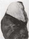 Figure 19.