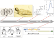 Graphical Abstract