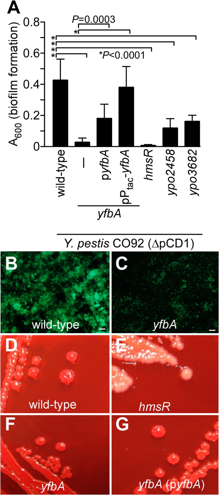 FIG 4