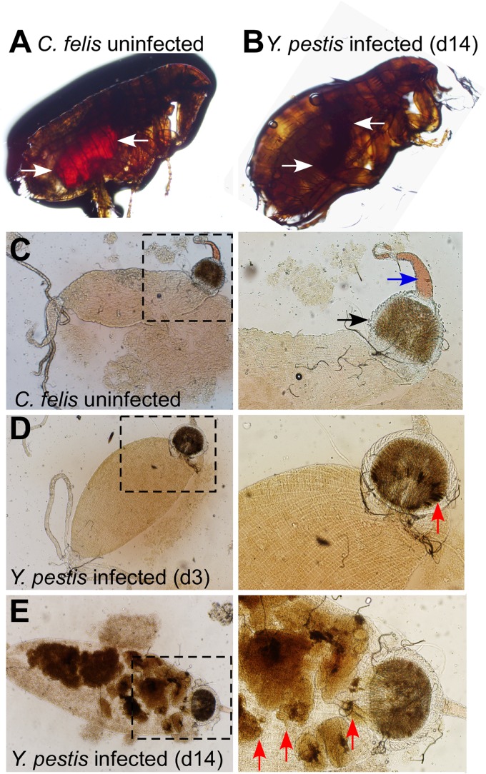 FIG 2