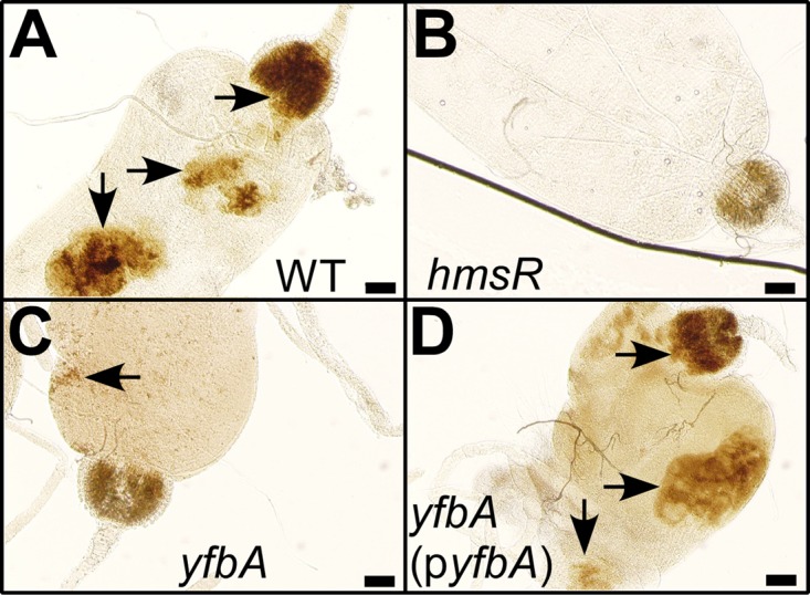 FIG 6