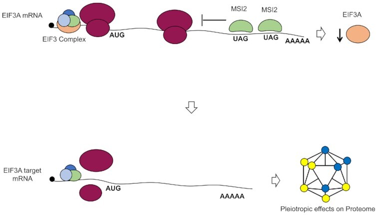 Graphical Abstract