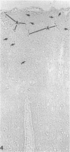 1506
