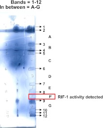 Figure 3—figure supplement 1.