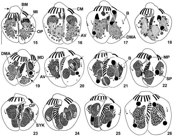 Figs 15–26