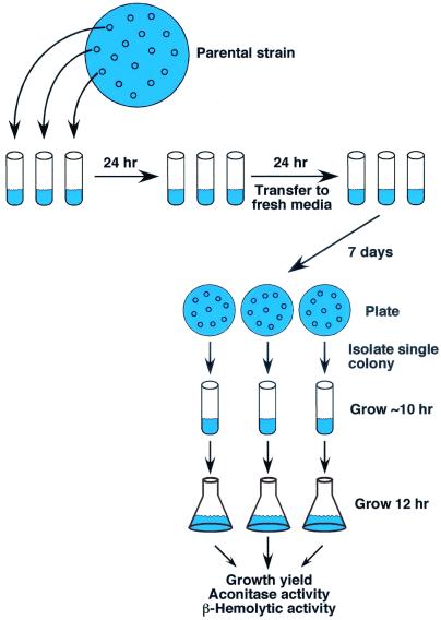 FIG. 1.