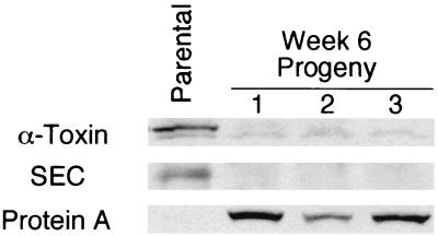 FIG. 5.