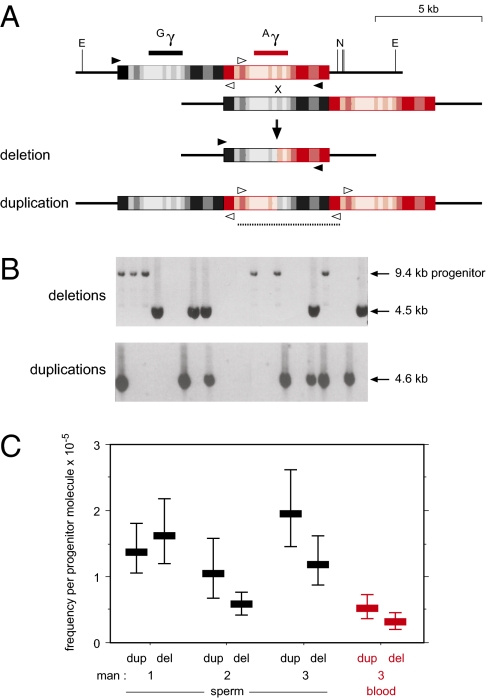 Fig. 1.