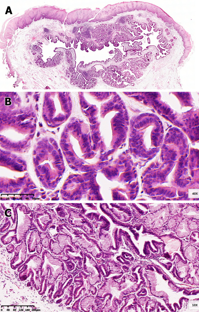 Fig. 2