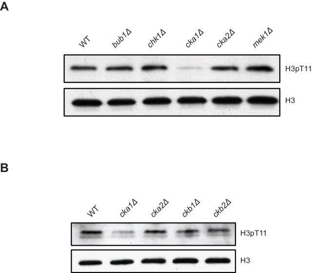 Figure 3—figure supplement 2.