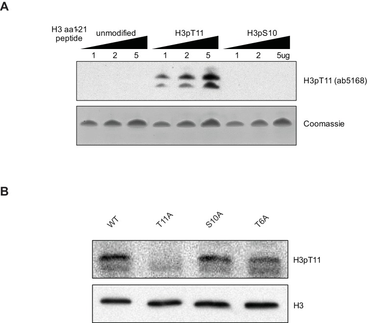 Figure 1—figure supplement 1.