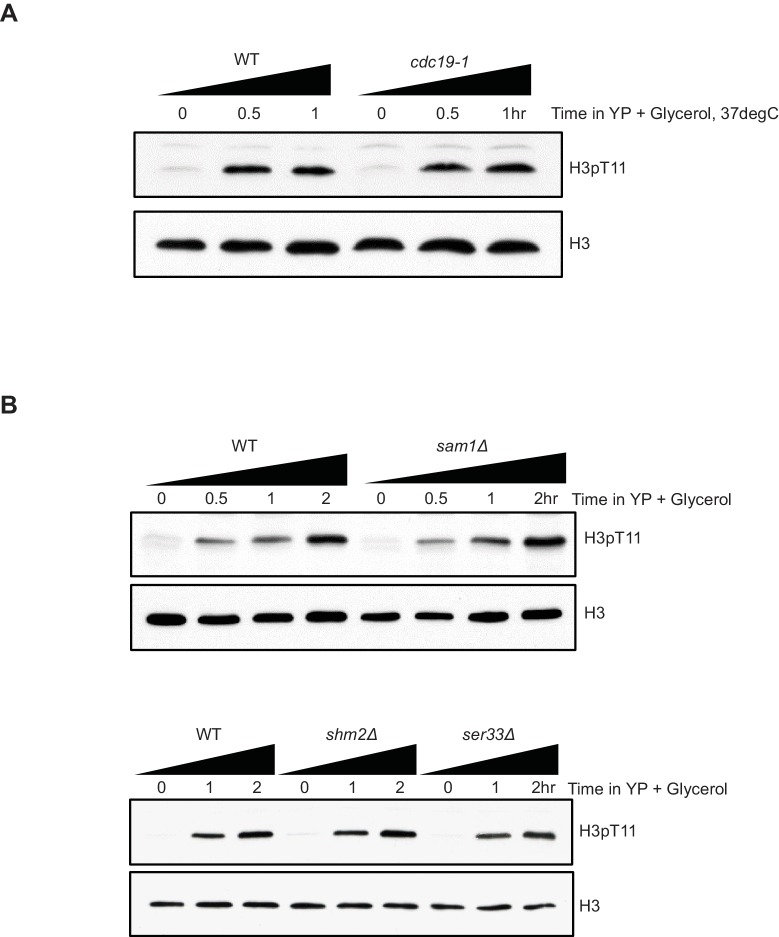 Figure 3—figure supplement 1.