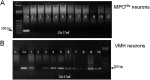 Figure 1—figure supplement 1.