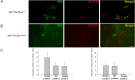 Figure 5—figure supplement 1.