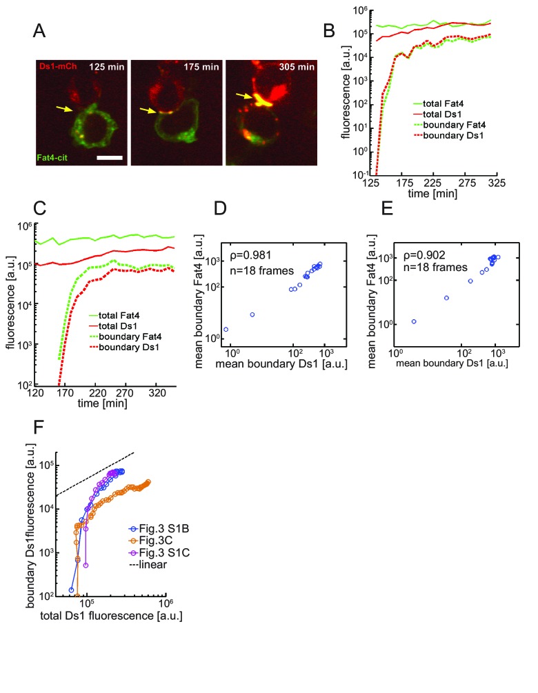 Figure 3—figure supplement 1.