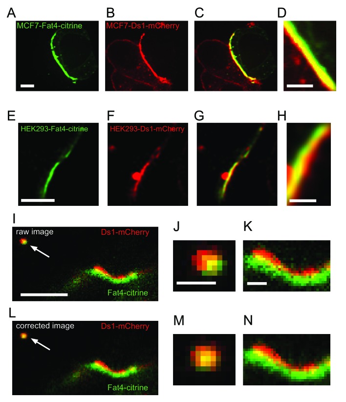 Figure 5—figure supplement 1.