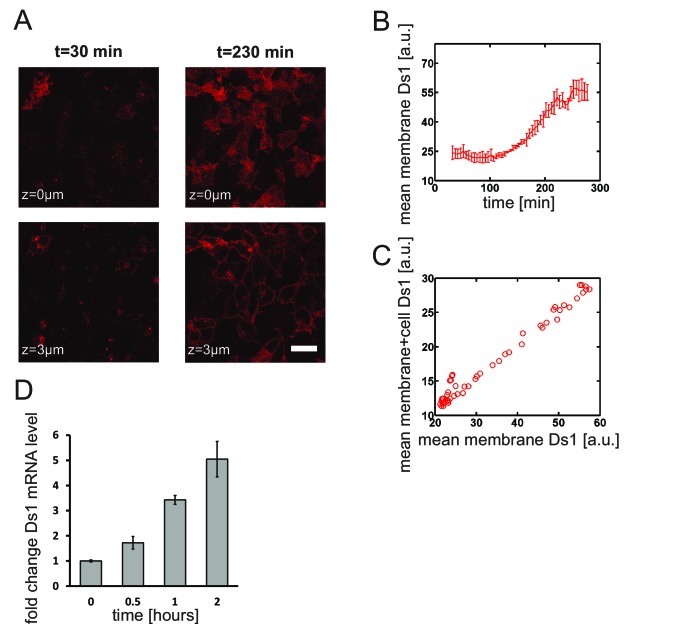 Figure 3—figure supplement 2.