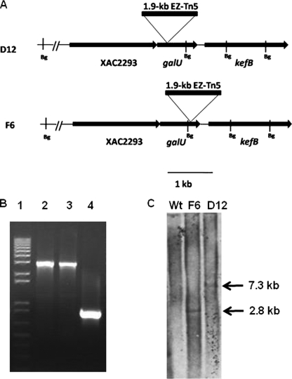 FIG. 1.