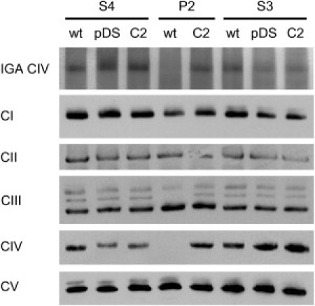 Figure 3