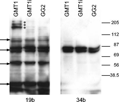 FIG. 8.