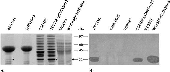 FIG. 5.