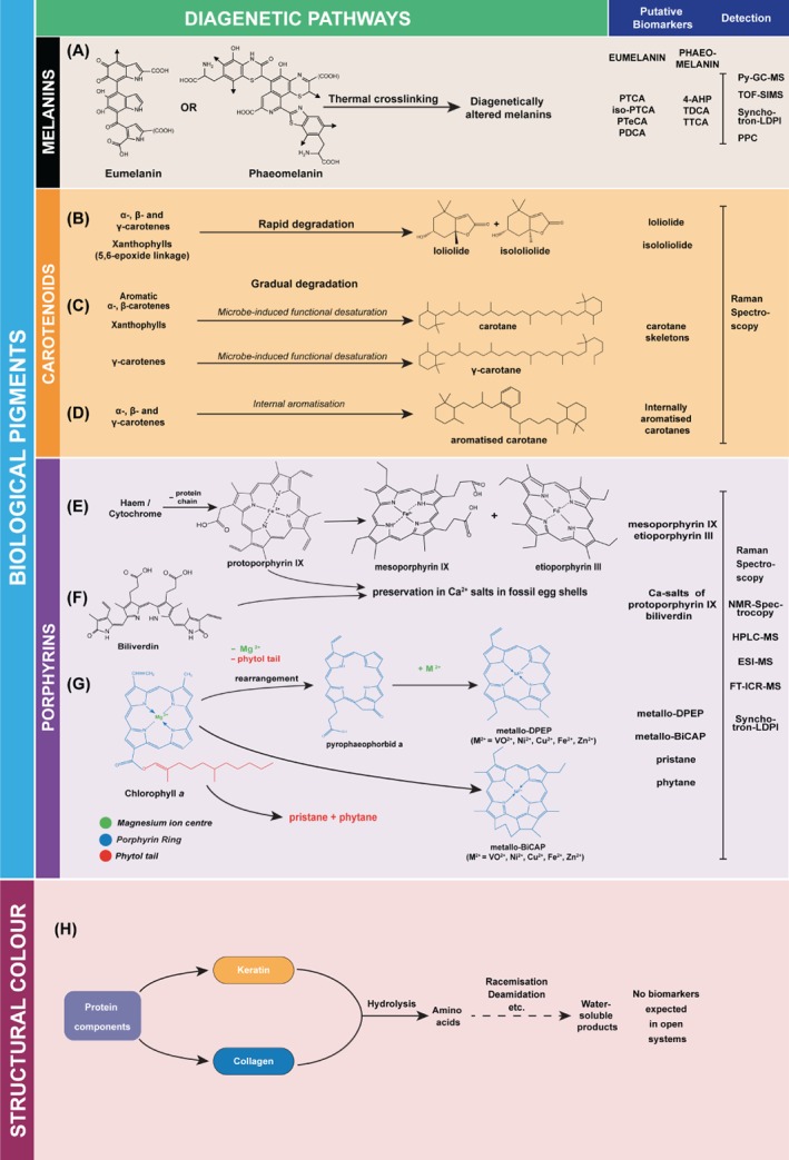 BRV-12552-FIG-0004-c