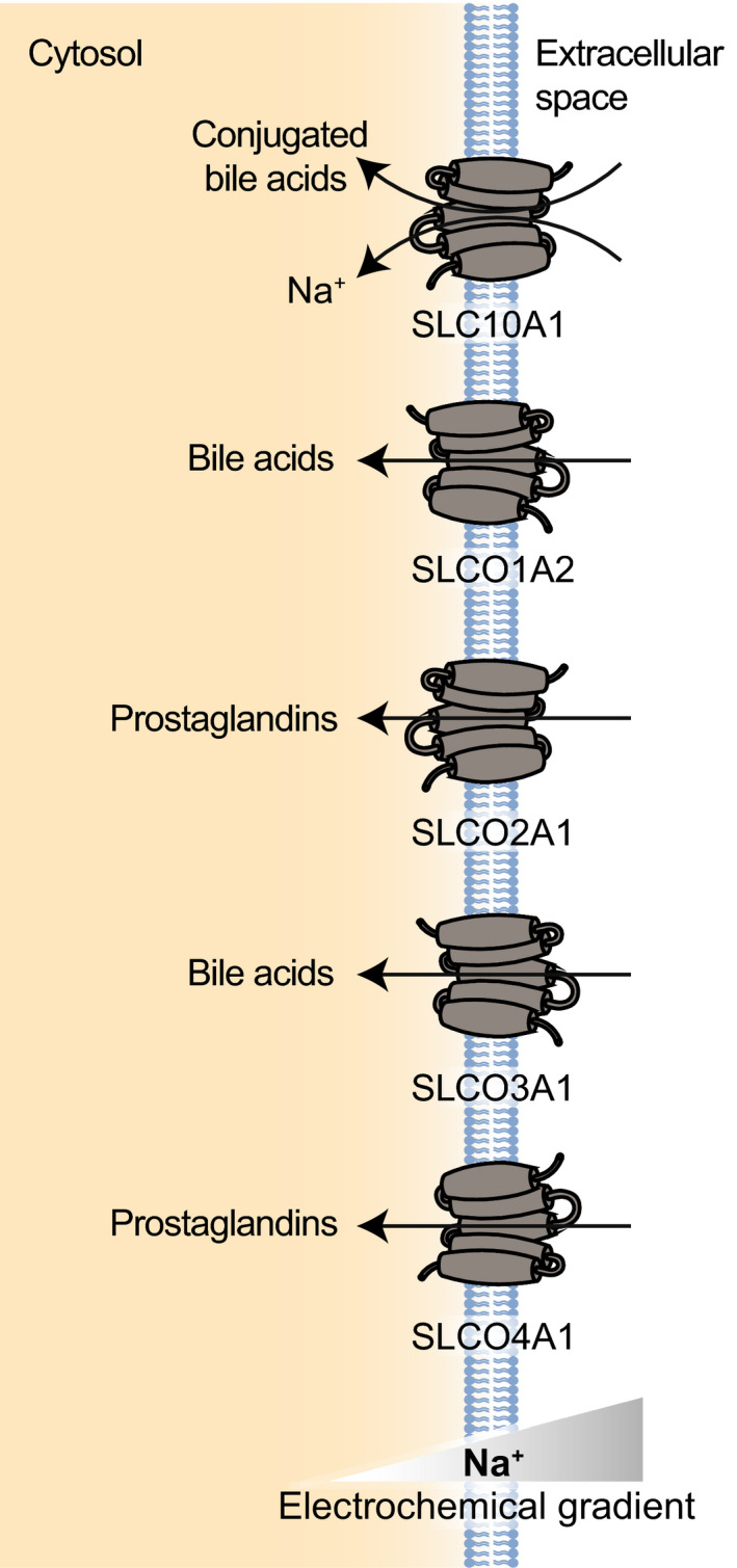 Fig. 8