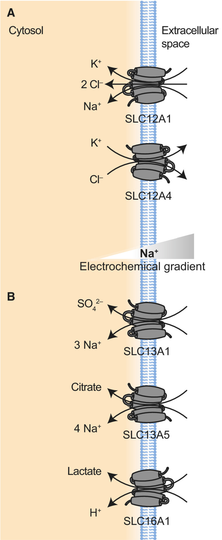 Fig. 5