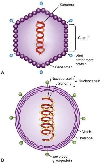 FIGURE 134-1