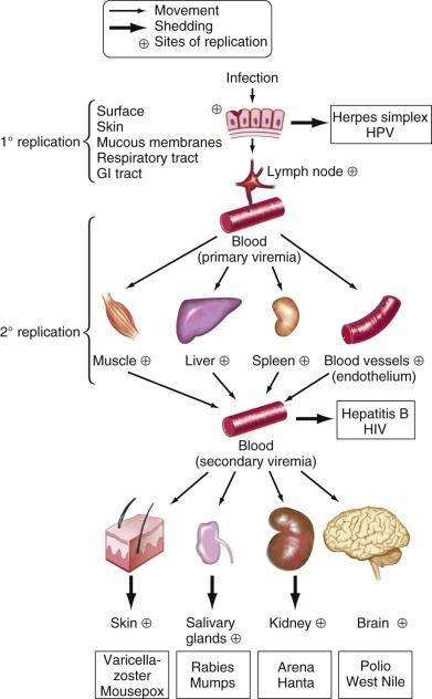 FIGURE 134-6