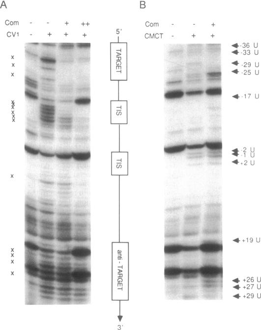 graphic file with name pnas01072-0131-d.jpg