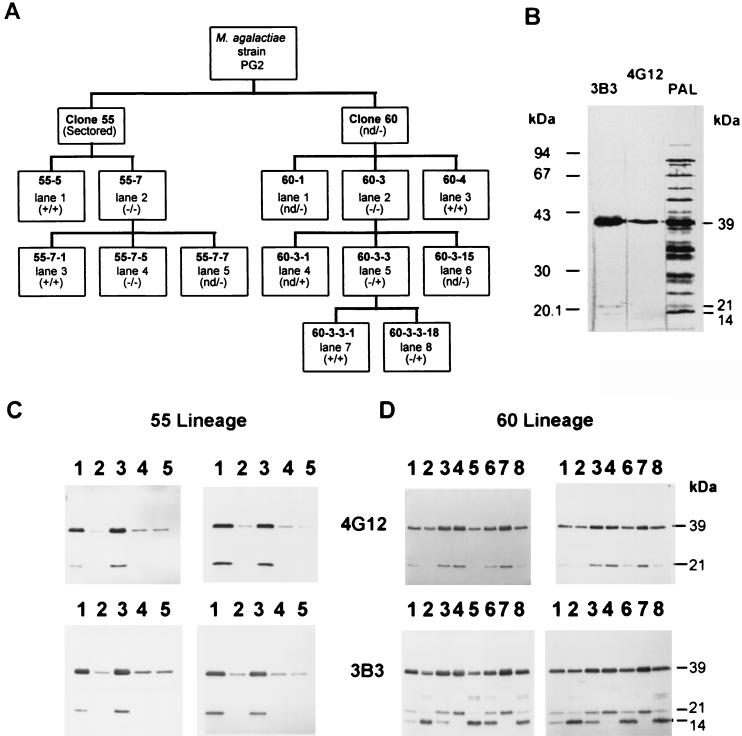 FIG. 1