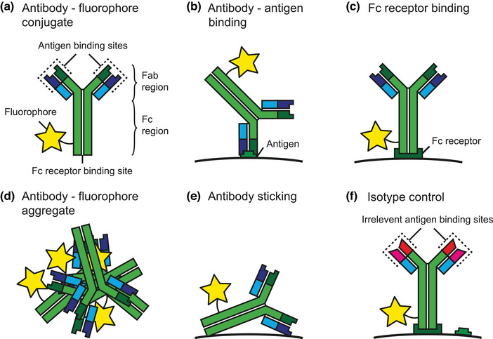 FIGURE 11