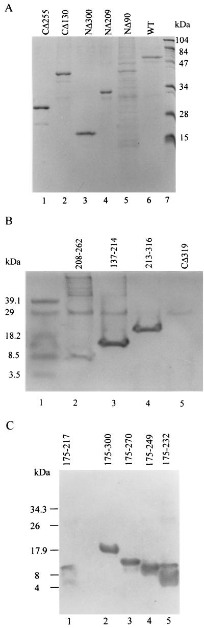 FIG.2.