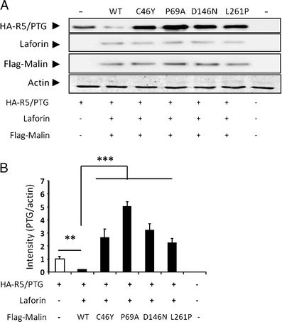 Fig. 7