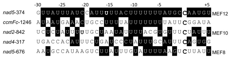 graphic file with name rna-10-1543-g3.jpg