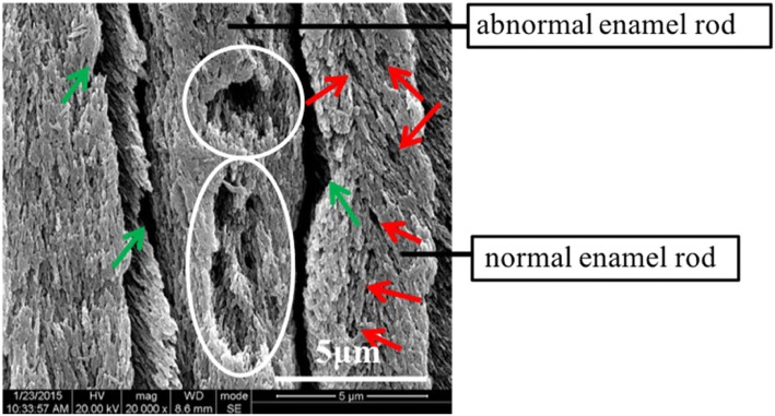 Fig. 7