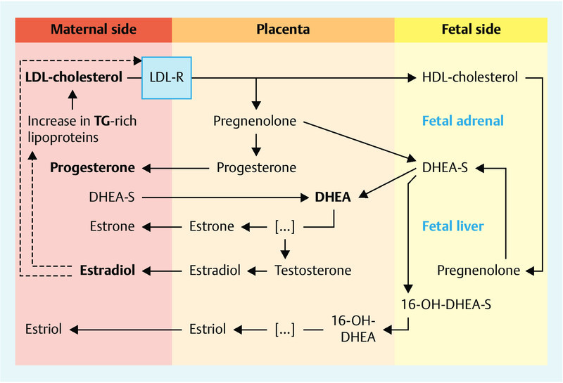 Fig. 1