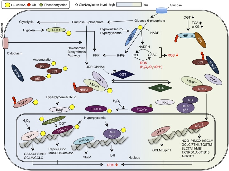 Functional crosstalk among oxidative stress and O-GlcNAc signaling ...