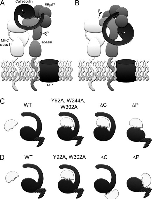 FIGURE 7.